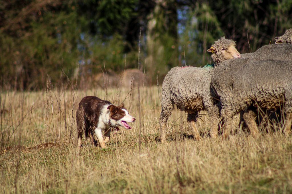 Les Border Collie de l'affixe Of Black Sheep Valley