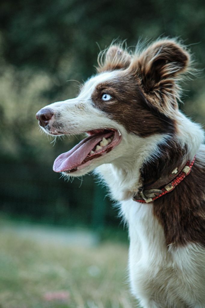 R'lassie Of Black Sheep Valley