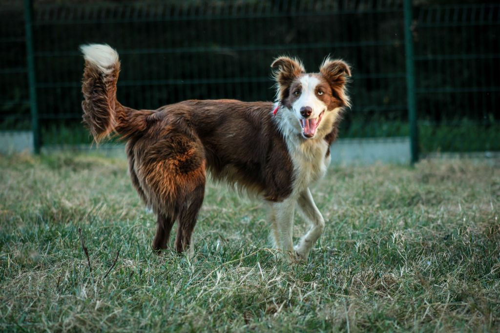 R'lassie Of Black Sheep Valley