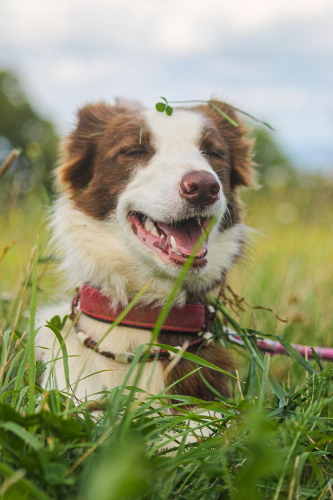 R'lassie Of Black Sheep Valley