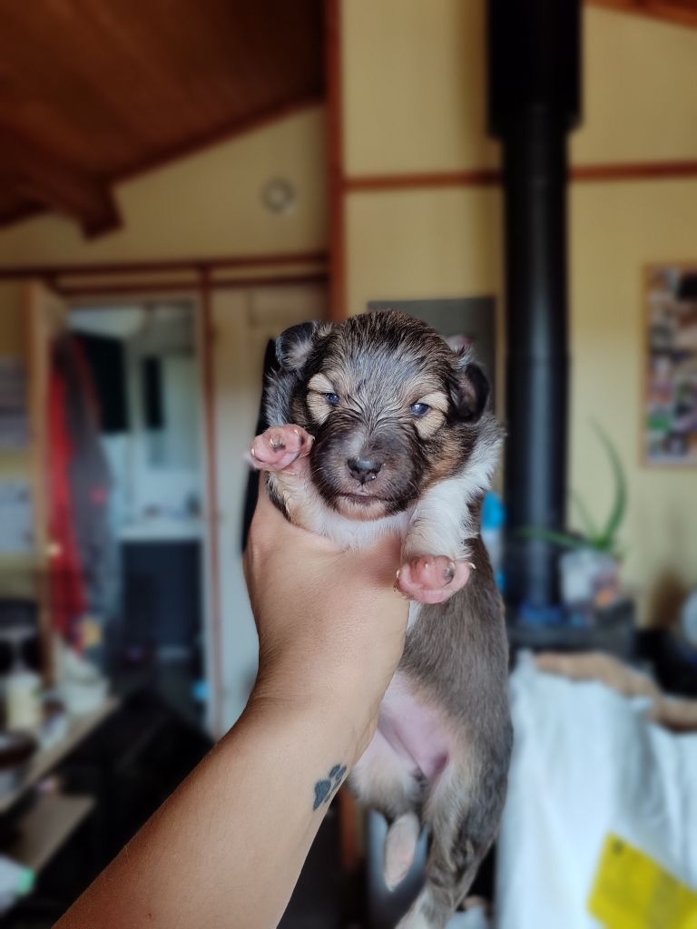 Of Black Sheep Valley - Chiot disponible  - Shetland Sheepdog