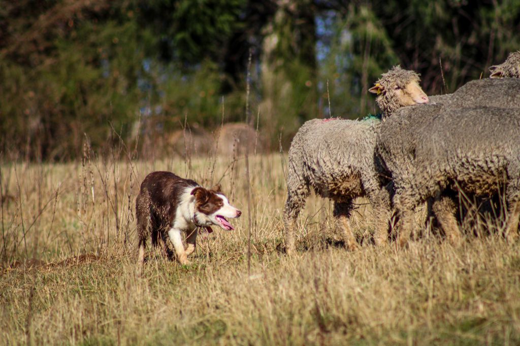 R'lassie Of Black Sheep Valley
